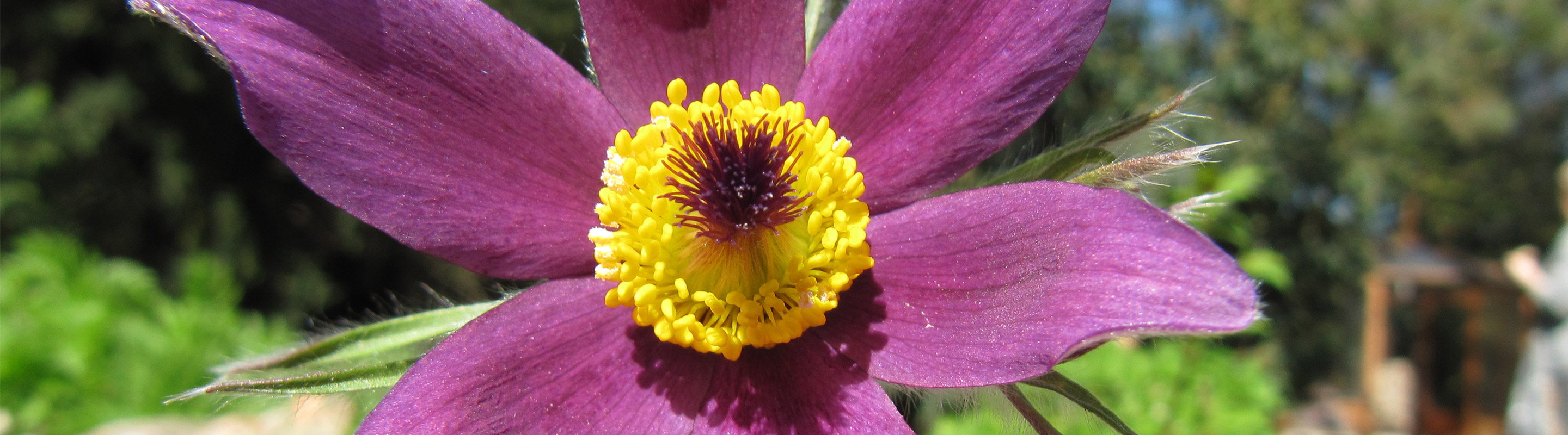 blutegeltherapie-titelbild