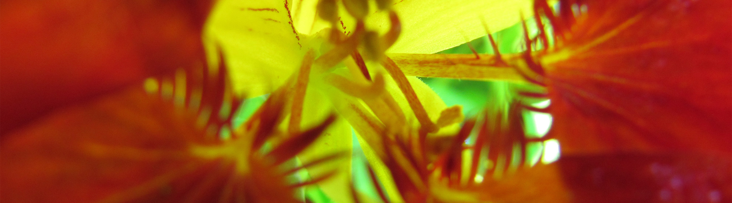 fußreflextherapie-titelbild