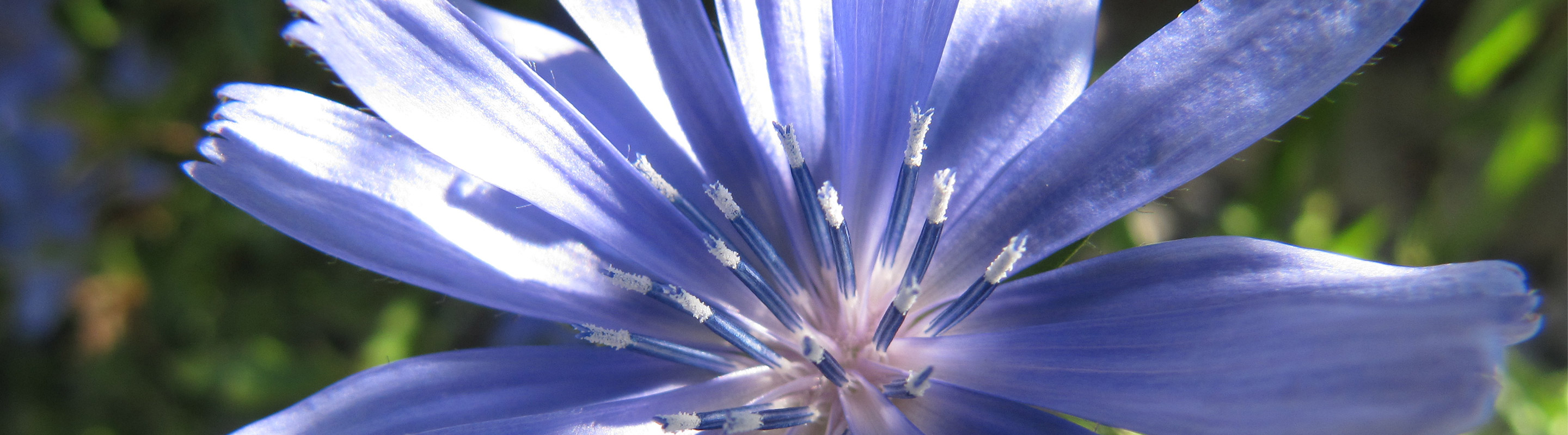 neuraltherapie-titelbild