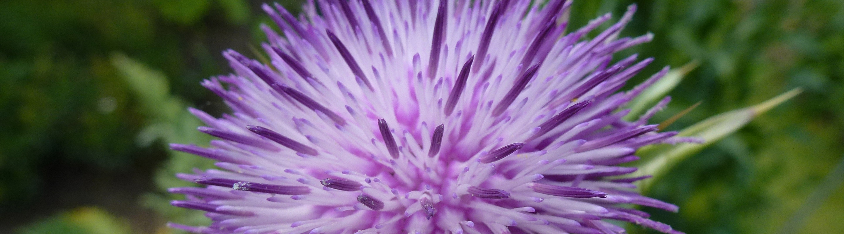 ohrakupunktur-titelbild