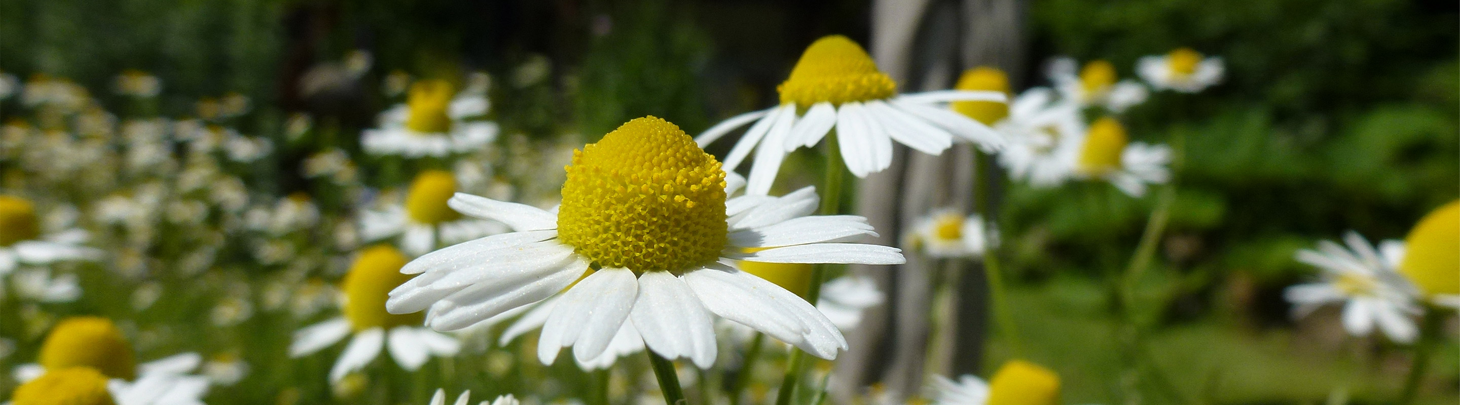 pflanzenheilkunde-und-aromatherapie-titelbild